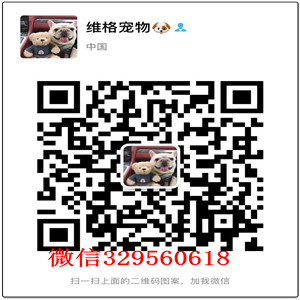  衡阳哪里卖博美便宜 衡阳哪里卖博美 衡阳博