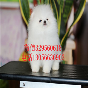 长沙聪明小巧的纯种博美宝宝等你抱回家哦