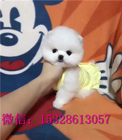 荆门哪里有博美俊介出售博美俊介多少钱健康博