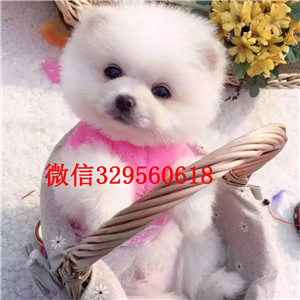 辽阳哪里能买到博美犬茶杯博美犬多少钱赛级精品博美