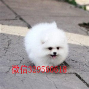  长沙出售精品博美犬纯种哈多利博美多少钱博美好养吗博美图片黄色博美幼犬出售