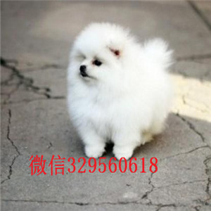  长沙出售精品博美犬纯种哈多利博美多少钱博