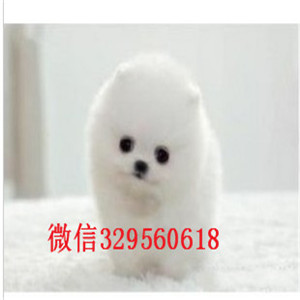  大连哪里有博美犬卖纯种哈多利博美多少钱博