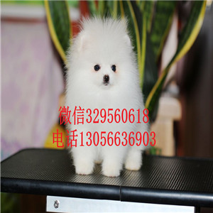  牡丹江出售精品博美犬纯种哈多利博美多少钱