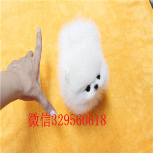  北京出售精品博美犬纯种博美茶杯犬博美包纯种健康白色博美多少钱