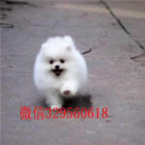  长沙出售精品博美犬纯种哈多利博美多少钱博美好养吗博美图片黄色博美幼犬出售