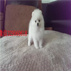  铁岭博美犬多少钱一只  铁岭哪里有卖纯种博