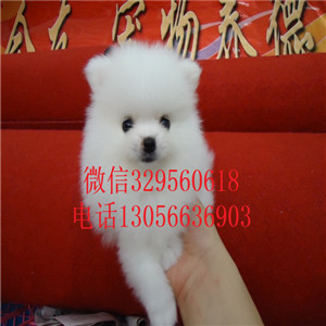  周口哪里有博美狗出售 小白狗博美茶杯长不大血统价格 博美球体