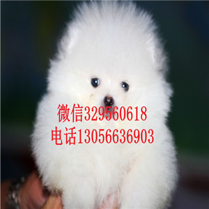  长治哪里有博美犬卖基地直销 纯种哈多利博美哈多利球体博美白色博美多少钱