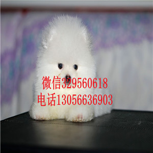  牡丹江出售精品博美犬纯种哈多利博美多少钱茶杯犬博美犬多少钱博美多少钱一只