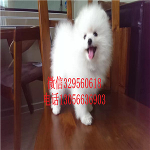  周口哪里有博美狗出售 小白狗博美茶杯长不大血统价格 博美球体