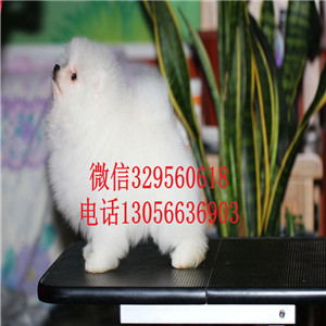  长治哪里有博美犬卖基地直销 纯种哈多利博美哈多利球体博美白色博美多少钱