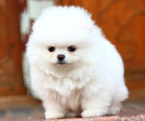 深圳哪里有卖狗的 罗湖区哪里买博美犬好 博美犬多少钱一只