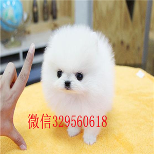  汕头出售哈多利版玩具博美，玩具博美，白色精品博美犬，黄色博美幼犬