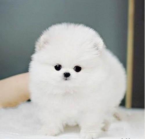 东莞一般去哪里买狗好 东莞卖博美犬的地方 博