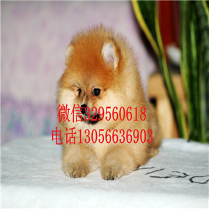  南昌哪里犬舍出售博美黄色博美出售小体博美