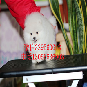  扬州哪里有博美卖多少钱长不大的茶杯博美犬