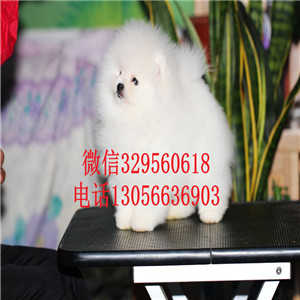  平顶山哪里有博美卖多少钱博美好养吗活泼可爱的,精美博美犬纯种博美幼犬出售