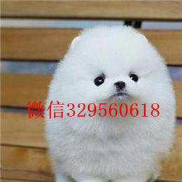  周口哪里犬舍出售博美纯种博美多少钱出售纯