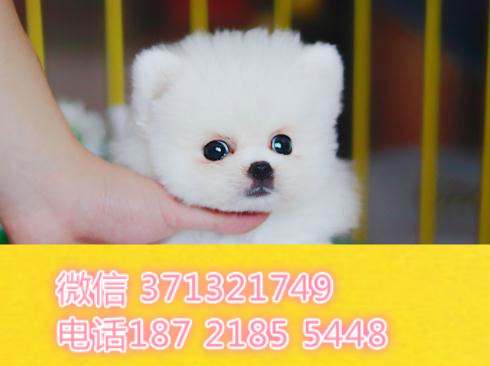 厦门犬舍出售博美犬，袖珍犬狗狗 哈多利亚球形博美 可以上门