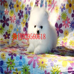  焦作哪里有博美卖多少钱博美好养吗出售纯种博美幼犬英系博美 小博美