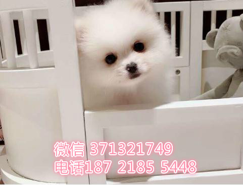 博美犬出售纯种，长沙繁殖小型博美 球形博美狗狗