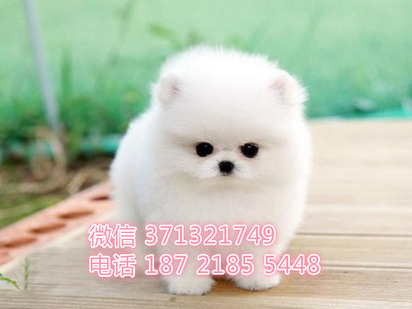 博美犬出售茶杯犬 北京犬舍出售博美犬狗狗 全国发货