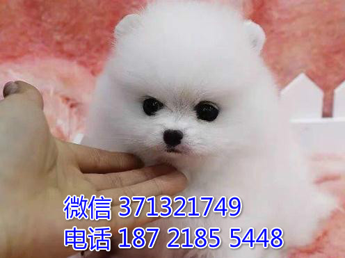 博美犬出小型犬可爱的博美狗狗，重庆本地