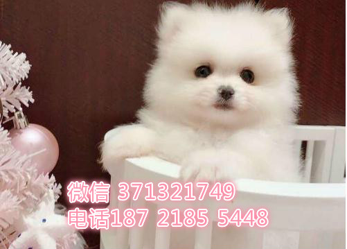 西安博美犬出售纯种幼犬，长不大博美犬，哈多利亚