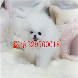  大连哪里有纯种博美哈多利球体博美活泼可爱