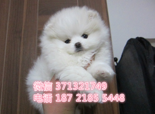 博美犬出售纯种，济南博美犬狗狗  济南犬舍在哪