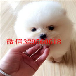  包头哪里有博美卖多少钱纯种博美多少钱博美