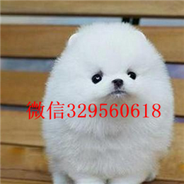  珠海哪里犬舍出售博美白色博美多少钱出售纯