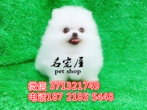 博美出售，青岛犬舍繁殖博美 袖珍犬 特价宠物狗