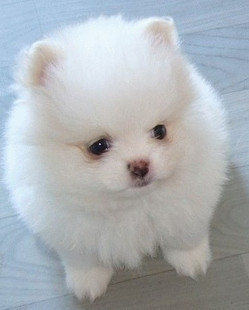 上海博美多少钱上海博美犬的价格上海博美犬图