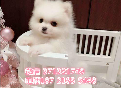 博美犬出售纯种，长沙繁殖小型博美 球形博美狗狗