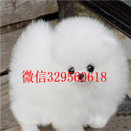  东营哪里犬舍出售博美长不大的茶杯博美犬精