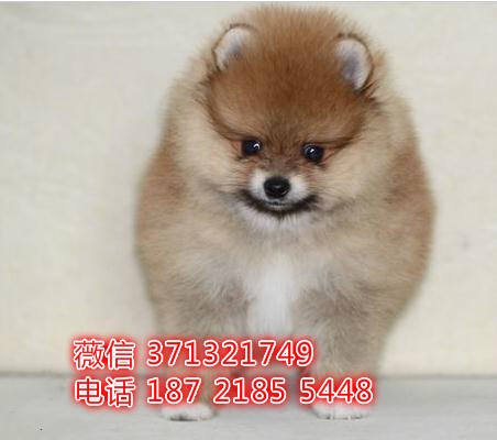 博美犬出售 黄博美 棕色博美犬狗狗 深圳基地