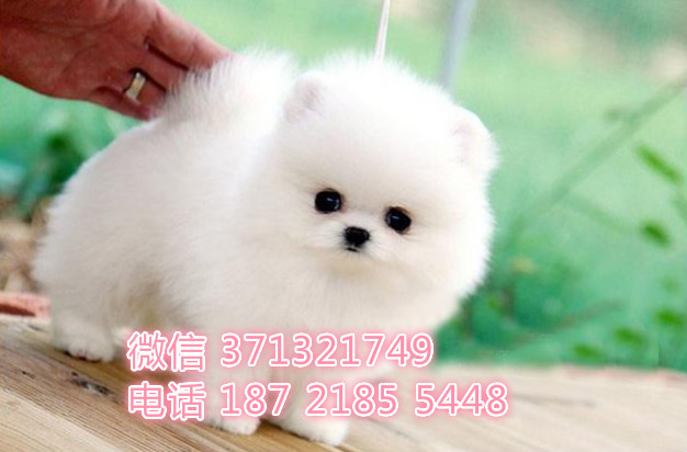 博美犬出售茶杯犬 北京犬舍出售博美犬狗狗 全国发货