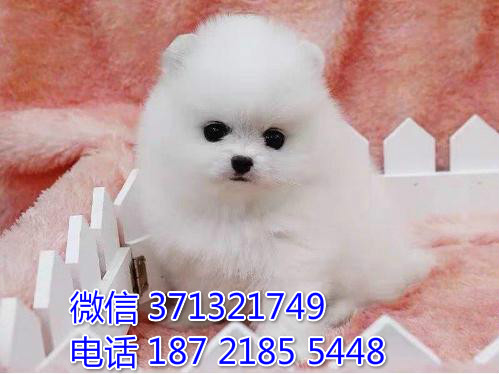 重庆犬舍出售博美犬，茶杯博美犬狗狗纯种幼犬 