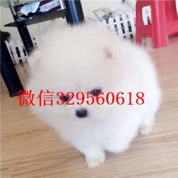  潍坊哪里有纯种博美黄色博美出售活泼可爱的,