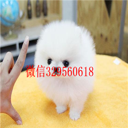  厦门哪里有纯种博美哈多利球体博美出售纯种