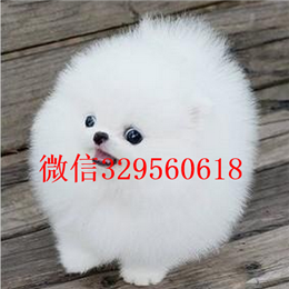  长沙哪里有纯种博美白色博美多少钱活泼可爱