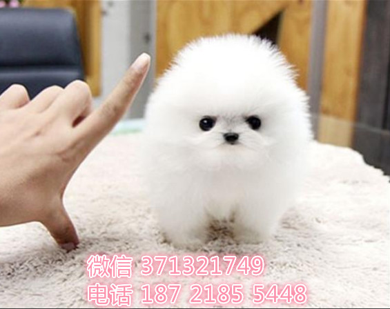 博美犬出售茶杯犬 北京犬舍出售博美犬狗狗 全