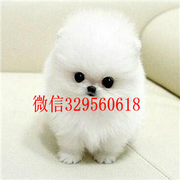  鞍山哪里有博美卖多少钱白色博美多少钱出售