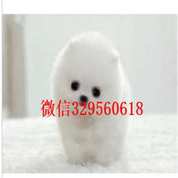  日照哪里有博美卖多少钱白色博美多少钱精品