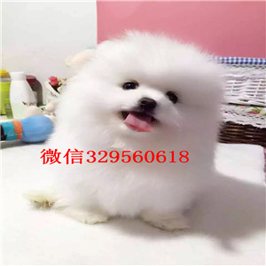  厦门哪里有博美卖多少钱哈多利球体博美博美