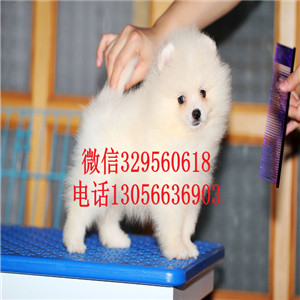  北京哪里有纯种博美白色博美多少钱活泼可爱