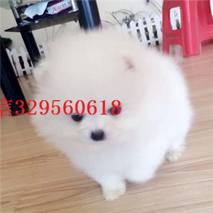  衡阳哪里犬舍出售博美哈多利球体博美小体博