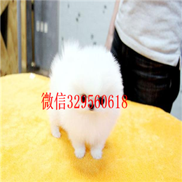  上海哪里犬舍出售博美博美好养吗博美掉毛吗